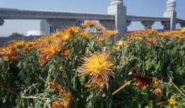 泰安花海最新爆料,五彩斑斓花海盛宴即将绽放